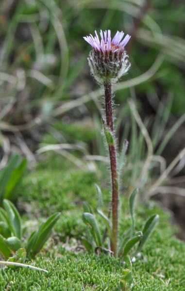 Pflanzenbild gross Einköpfiges Berufkraut - Erigeron uniflorus