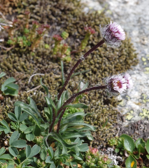 Pflanzenbild gross Einköpfiges Berufkraut - Erigeron uniflorus