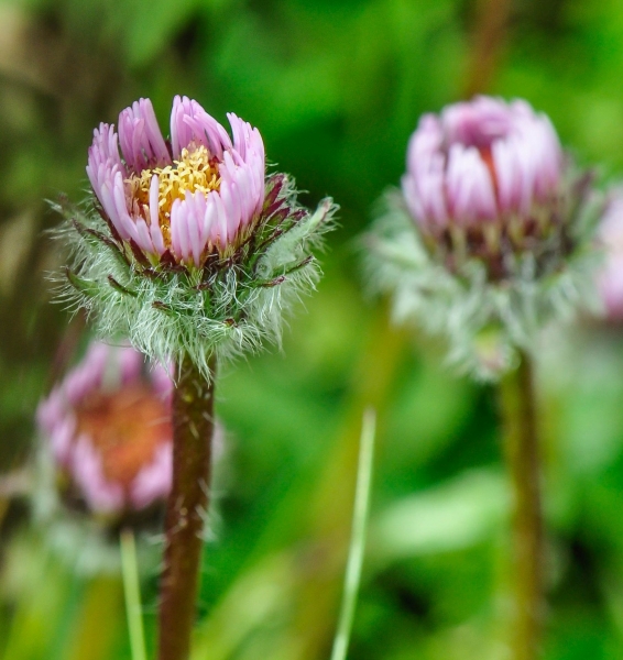 Pflanzenbild gross Einköpfiges Berufkraut - Erigeron uniflorus
