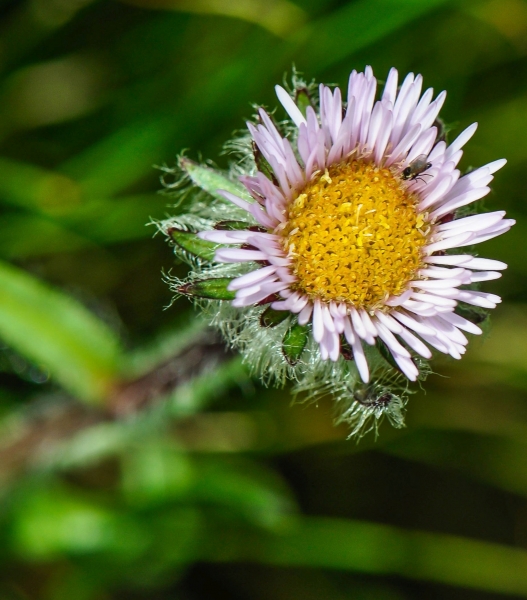 Pflanzenbild gross Einköpfiges Berufkraut - Erigeron uniflorus