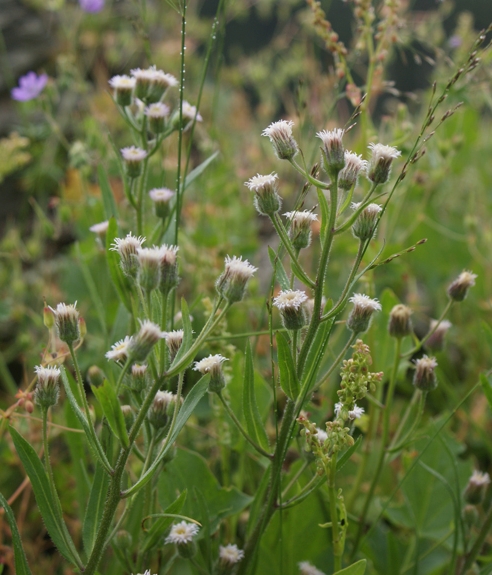 Pflanzenbild gross Scharfes Berufkraut - Erigeron acris