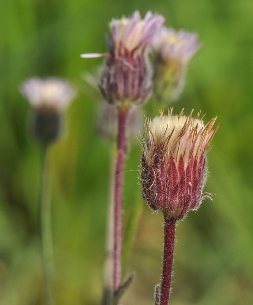 Pflanzenbild gross Scharfes Berufkraut - Erigeron acris