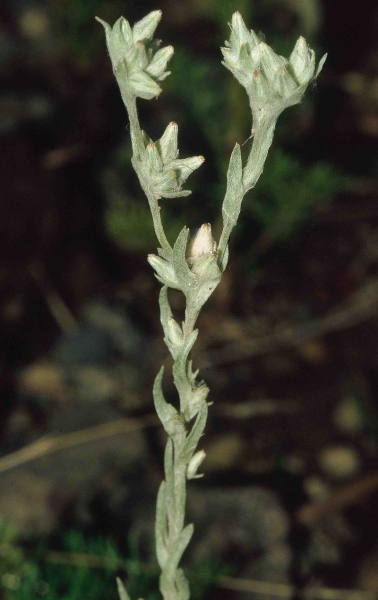 Pflanzenbild gross Acker-Filzkraut - Filago arvensis