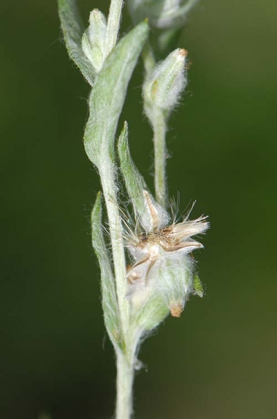 Pflanzenbild gross Acker-Filzkraut - Filago arvensis