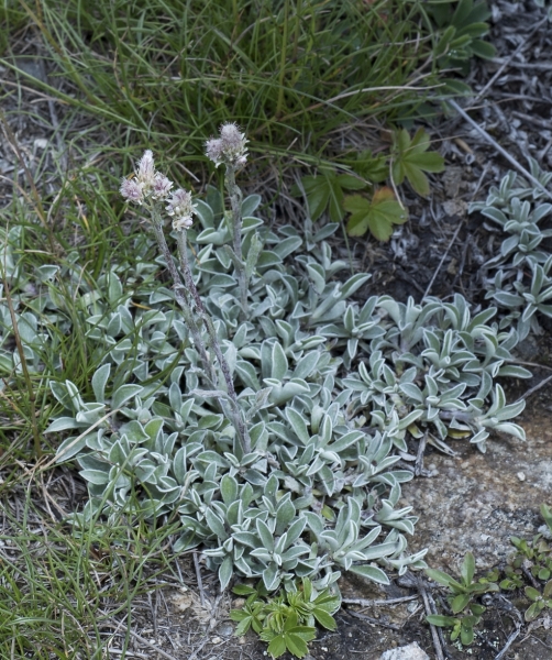 Pflanzenbild gross Gemeines Katzenpfötchen - Antennaria dioica