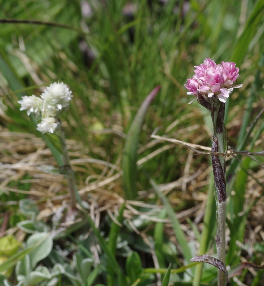 Pflanzenbild gross Gemeines Katzenpfötchen - Antennaria dioica