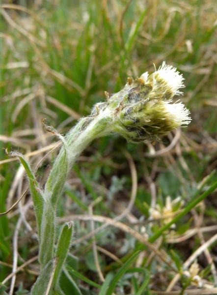 Pflanzenbild gross Karpaten-Katzenpfötchen - Antennaria carpatica