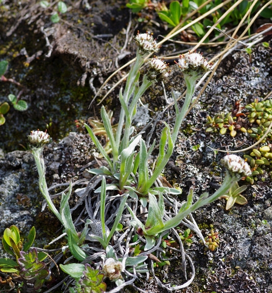 Pflanzenbild gross Karpaten-Katzenpfötchen - Antennaria carpatica