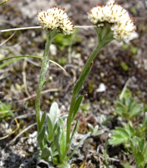 Pflanzenbild gross Karpaten-Katzenpfötchen - Antennaria carpatica