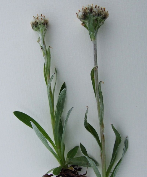 Pflanzenbild gross Karpaten-Katzenpfötchen - Antennaria carpatica