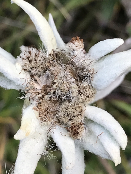 Pflanzenbild gross Edelweiss - Leontopodium alpinum