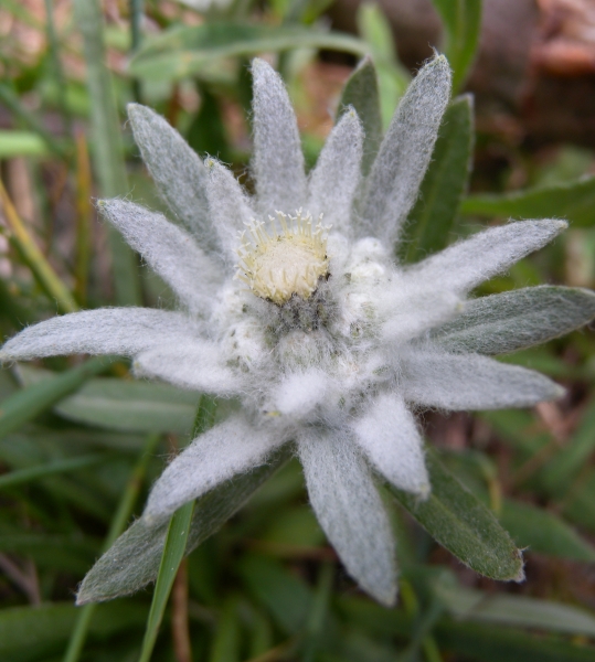 Pflanzenbild gross Edelweiss - Leontopodium alpinum