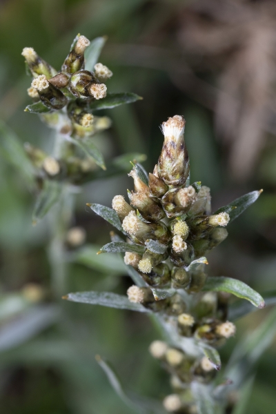 Pflanzenbild gross Wald-Ruhrkraut - Gnaphalium sylvaticum
