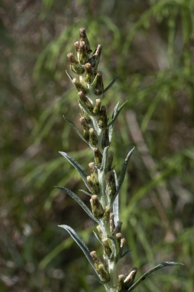 Pflanzenbild gross Wald-Ruhrkraut - Gnaphalium sylvaticum