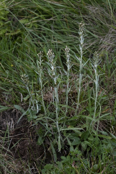 Pflanzenbild gross Wald-Ruhrkraut - Gnaphalium sylvaticum