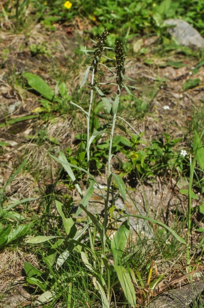 Pflanzenbild gross Norwegisches Ruhrkraut - Gnaphalium norvegicum