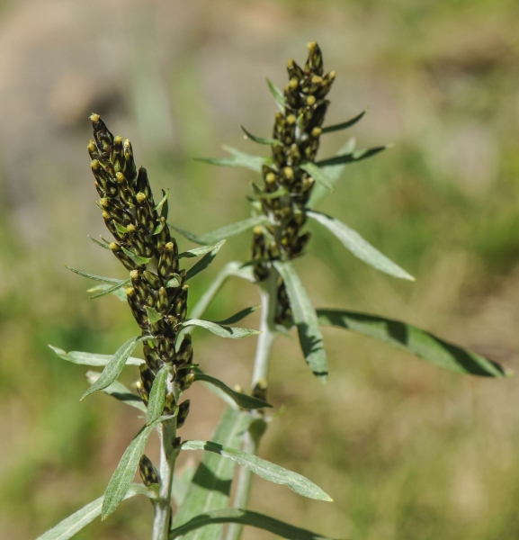 Pflanzenbild gross Norwegisches Ruhrkraut - Gnaphalium norvegicum