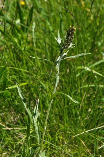 Pflanzenbild gross Norwegisches Ruhrkraut - Gnaphalium norvegicum