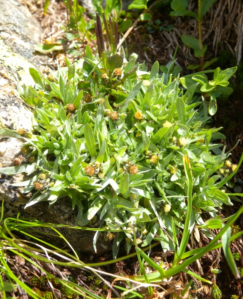 Pflanzenbild gross Niedriges Ruhrkraut - Gnaphalium supinum