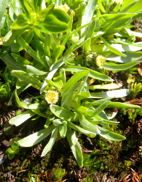Pflanzenbild gross Niedriges Ruhrkraut - Gnaphalium supinum