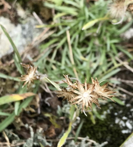 Pflanzenbild gross Niedriges Ruhrkraut - Gnaphalium supinum