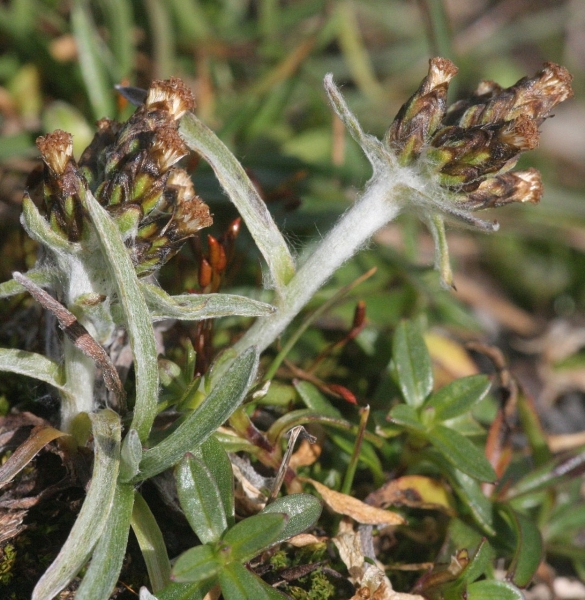 Pflanzenbild gross Hoppes Ruhrkraut - Gnaphalium hoppeanum