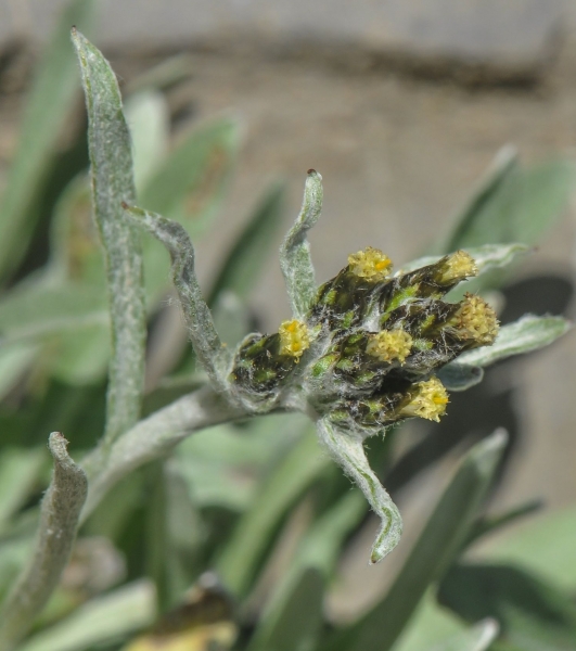 Pflanzenbild gross Hoppes Ruhrkraut - Gnaphalium hoppeanum