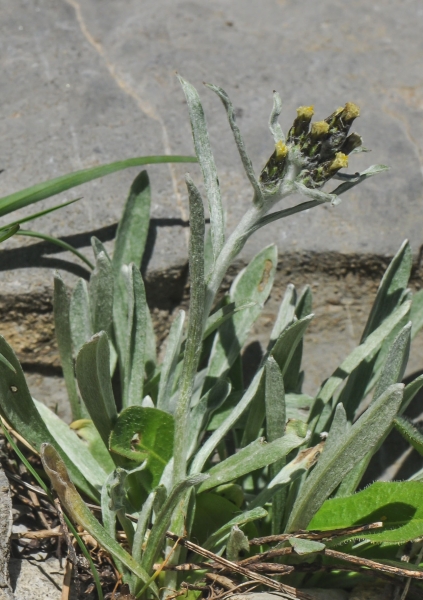 Pflanzenbild gross Hoppes Ruhrkraut - Gnaphalium hoppeanum