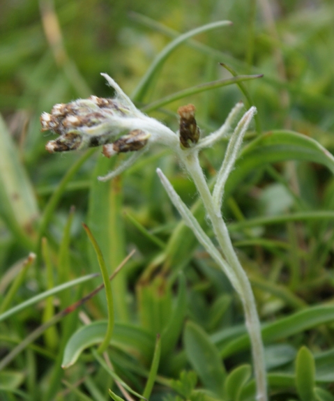 Pflanzenbild gross Hoppes Ruhrkraut - Gnaphalium hoppeanum