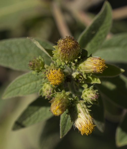 Pflanzenbild gross Dürrwurz-Alant - Inula conyzae