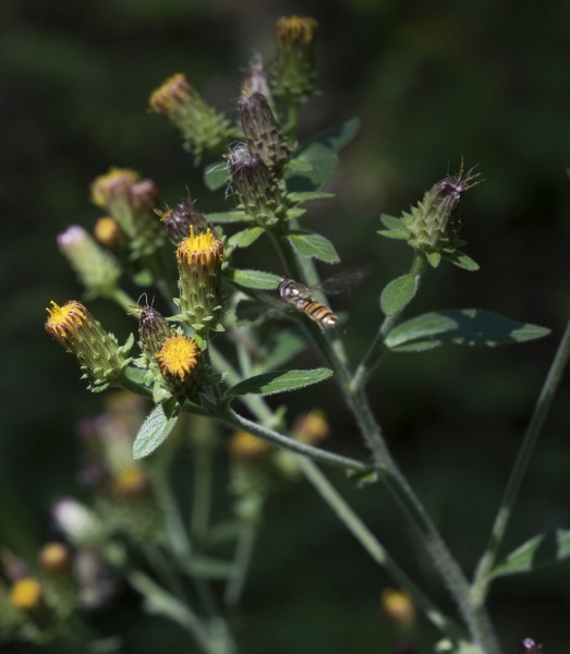 Pflanzenbild gross Dürrwurz-Alant - Inula conyzae