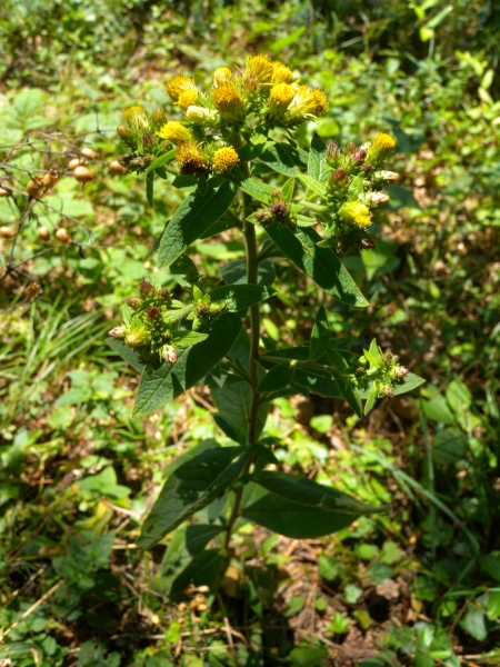 Pflanzenbild gross Dürrwurz-Alant - Inula conyzae