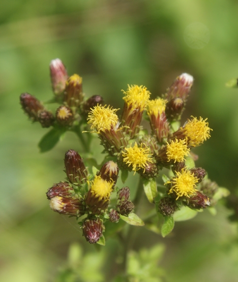 Pflanzenbild gross Dürrwurz-Alant - Inula conyzae