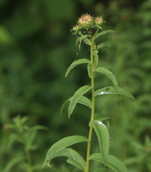 Pflanzenbild gross Weiden-Alant - Inula salicina
