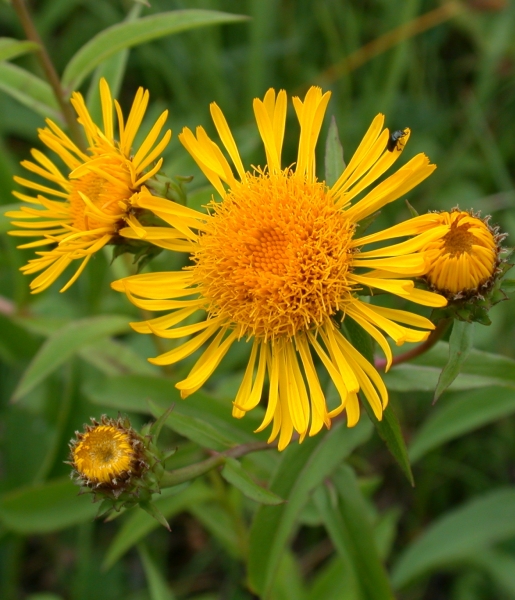 Pflanzenbild gross Weiden-Alant - Inula salicina