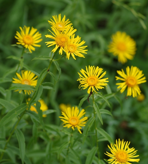 Pflanzenbild gross Weiden-Alant - Inula salicina