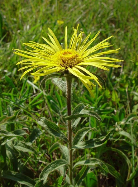 Pflanzenbild gross Rauer Alant - Inula hirta