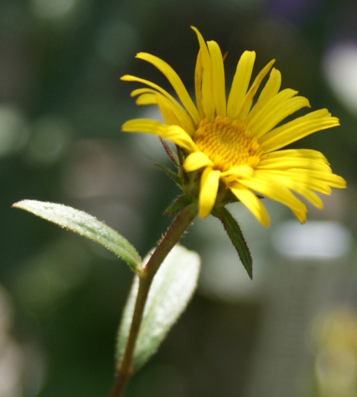 Pflanzenbild gross Rauer Alant - Inula hirta