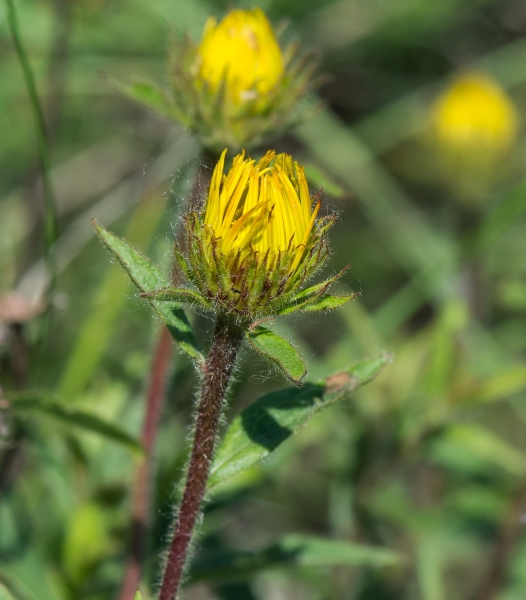 Pflanzenbild gross Rauer Alant - Inula hirta