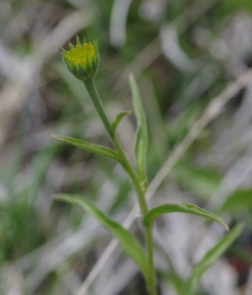 Pflanzenbild gross Weidenblättriges Rindsauge - Buphthalmum salicifolium