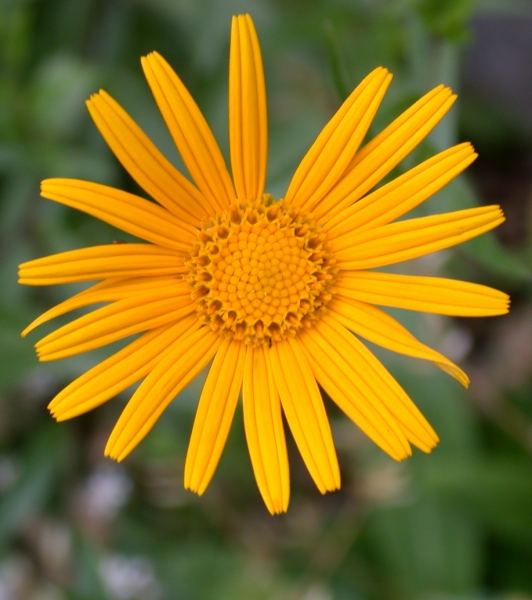 Pflanzenbild gross Weidenblättriges Rindsauge - Buphthalmum salicifolium