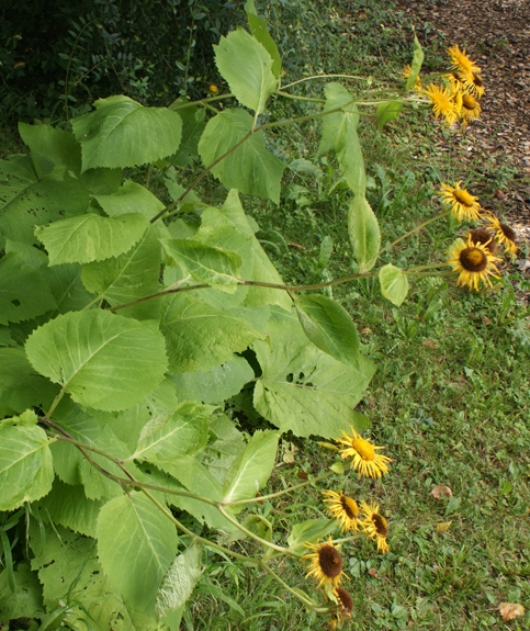 Pflanzenbild gross Grosses Rindsauge - Telekia speciosa