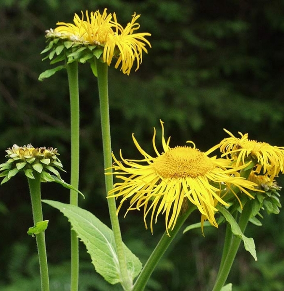 Pflanzenbild gross Grosses Rindsauge - Telekia speciosa
