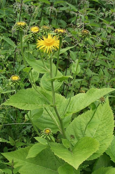 Pflanzenbild gross Grosses Rindsauge - Telekia speciosa