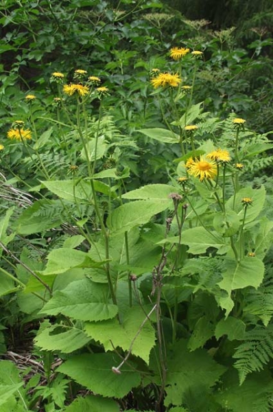 Pflanzenbild gross Grosses Rindsauge - Telekia speciosa