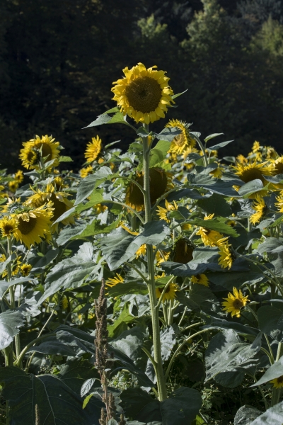 Pflanzenbild gross Einjährige Sonnenblume - Helianthus annuus