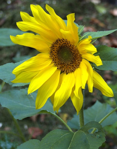 Pflanzenbild gross Einjährige Sonnenblume - Helianthus annuus