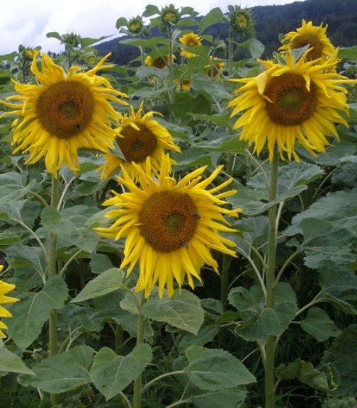 Pflanzenbild gross Einjährige Sonnenblume - Helianthus annuus
