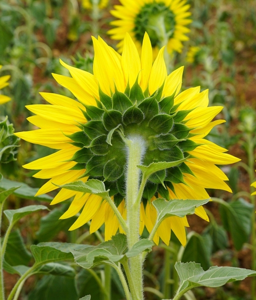 Pflanzenbild gross Einjährige Sonnenblume - Helianthus annuus