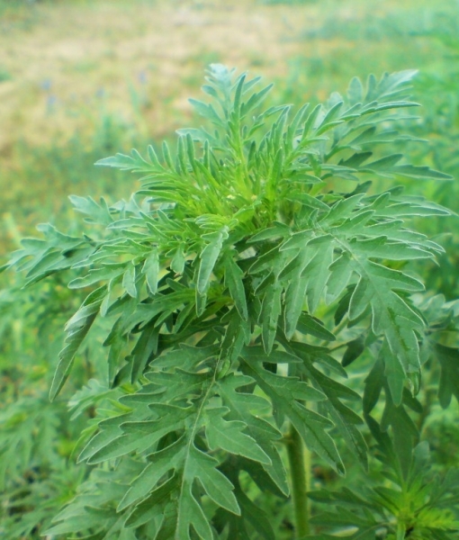 Pflanzenbild gross Aufrechtes Traubenkraut - Ambrosia artemisiifolia